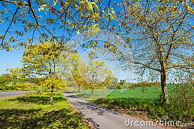Landscape with street and trees near KuchelmiÃŸ, Germany Stock Photo